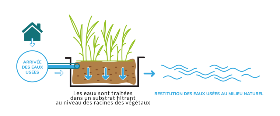 Phytoepuration Phytoflottante