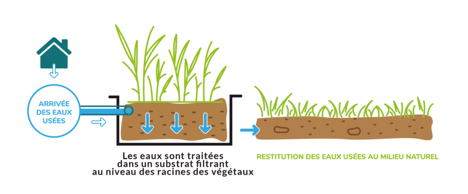 Schema Phytoepuration