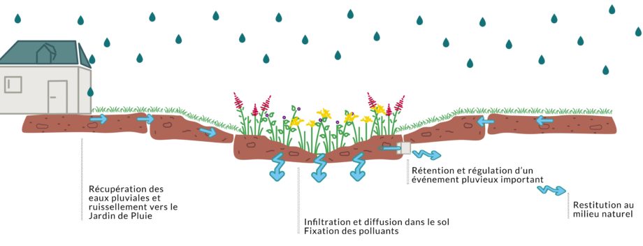 Aquatiris Schema Jardin de pluie