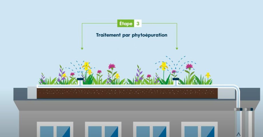 L’eau grise récupérée subit plusieurs étapes de traitement, ici, la phase de phytoépuration. Crédit photo : SOPREMA France (capture d’écran vidéo YouTube)